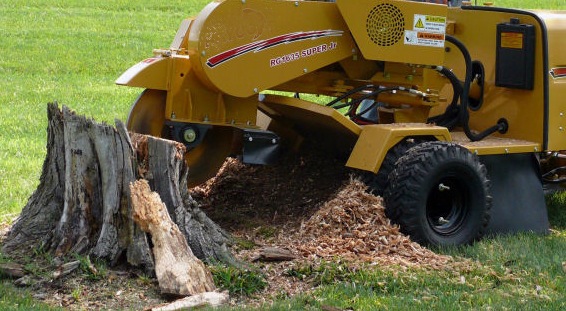 Stump Grinding and Removal | Tree Services in Crown Point